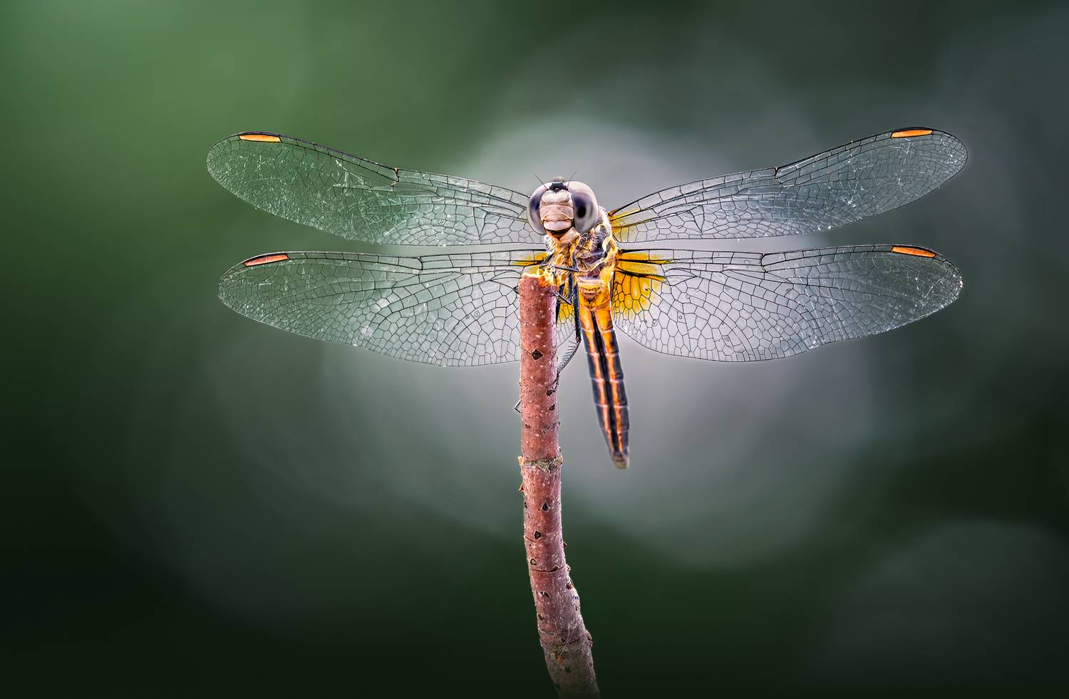 damselfly, dragonfly, insect, grass, sunset, dusk, evening, bug, macro, blade, grassland,, Atul Saluja