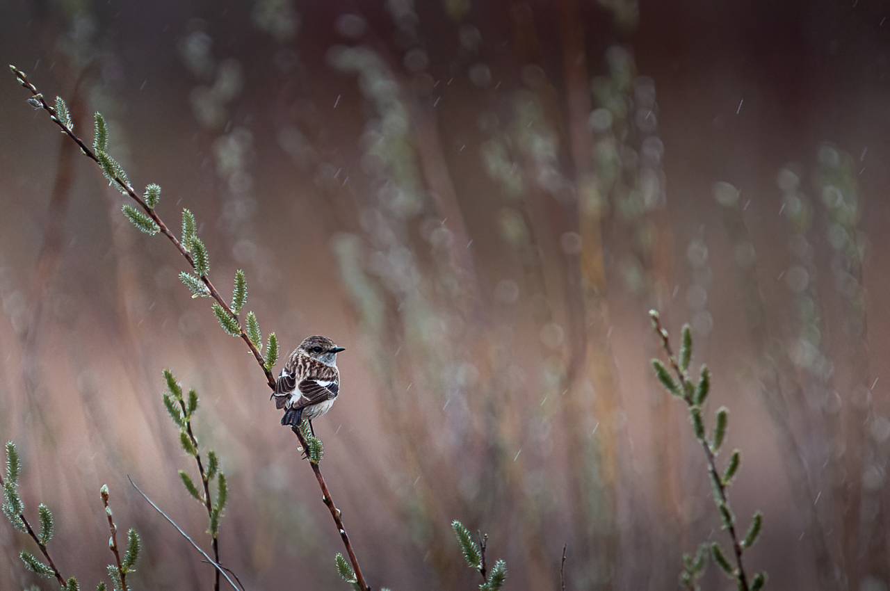 чекан, дождь, птица, весна, Anton