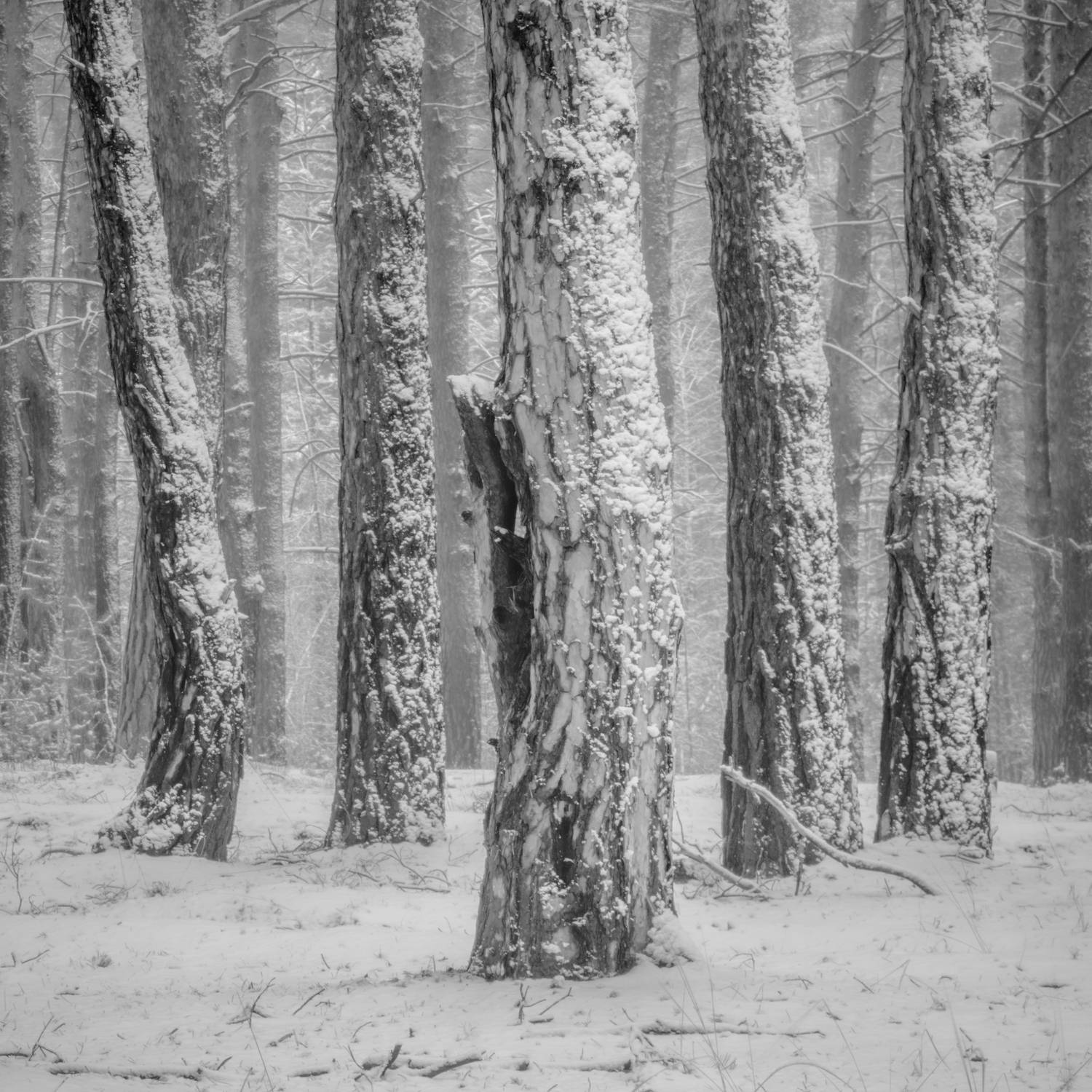 monochrome, природа, пейзаж, зауралье, лес, зима, туман, снег, черно-белый пейзаж, Толстоноженко Илья