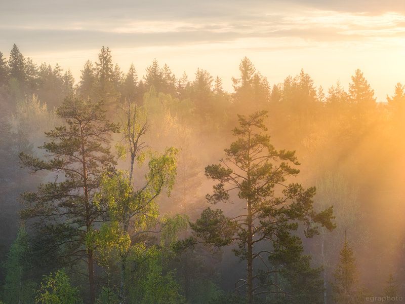 ленинградская область, россия, туман, хийси, russia, fog, mist, leningrad region, карельский перешеек Весенние туманы Выборгских лесов фото превью