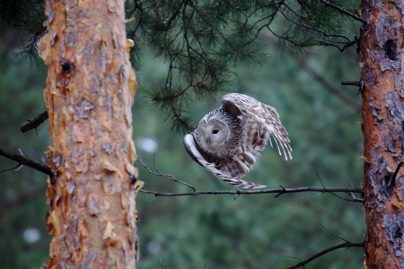 природа животный мир, фауна, прирожа россии, самарская область, анималистика, фотоохота, птицы, сова, неясыть, уральская неясыть На маневрах фото превью