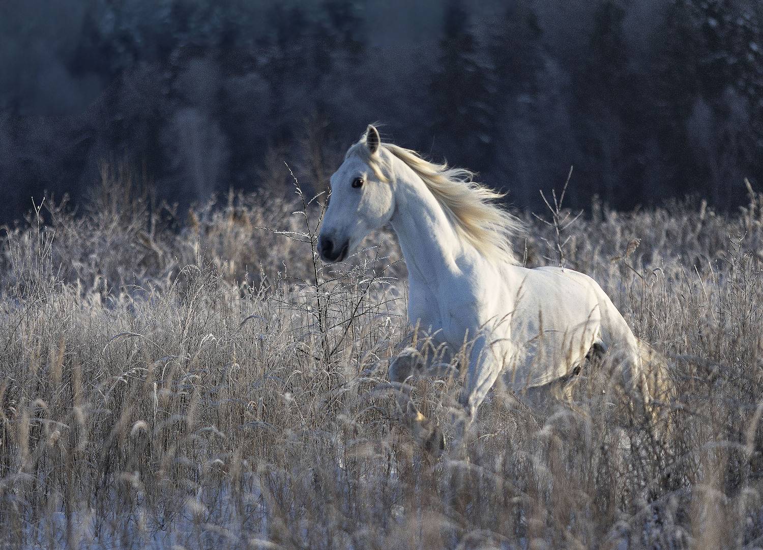 лошадь,рысак , зима, снег ,красота, поле, природа, horse,winter, photosession, beautiful, field, nature, Стукалова Юлия