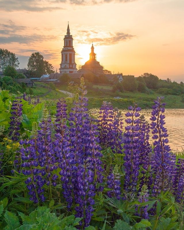 Утро с люпинами фото превью