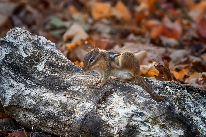 Eastern Chipmunk фото превью