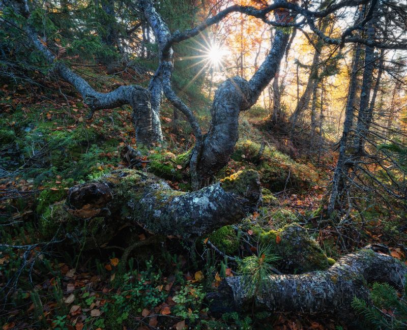 *** фото превью