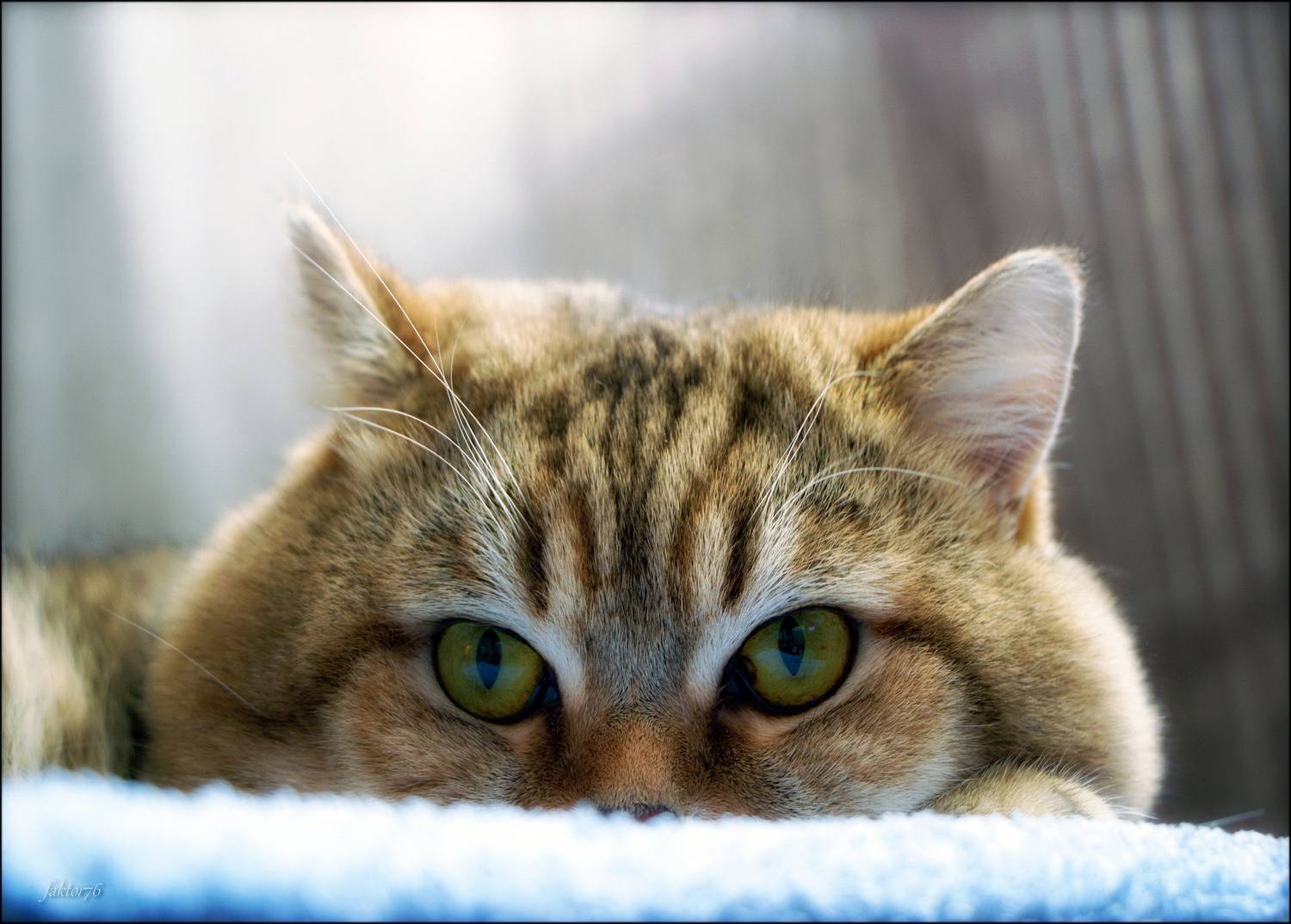 животные, кот, мурзик, Сергей Валерьевич