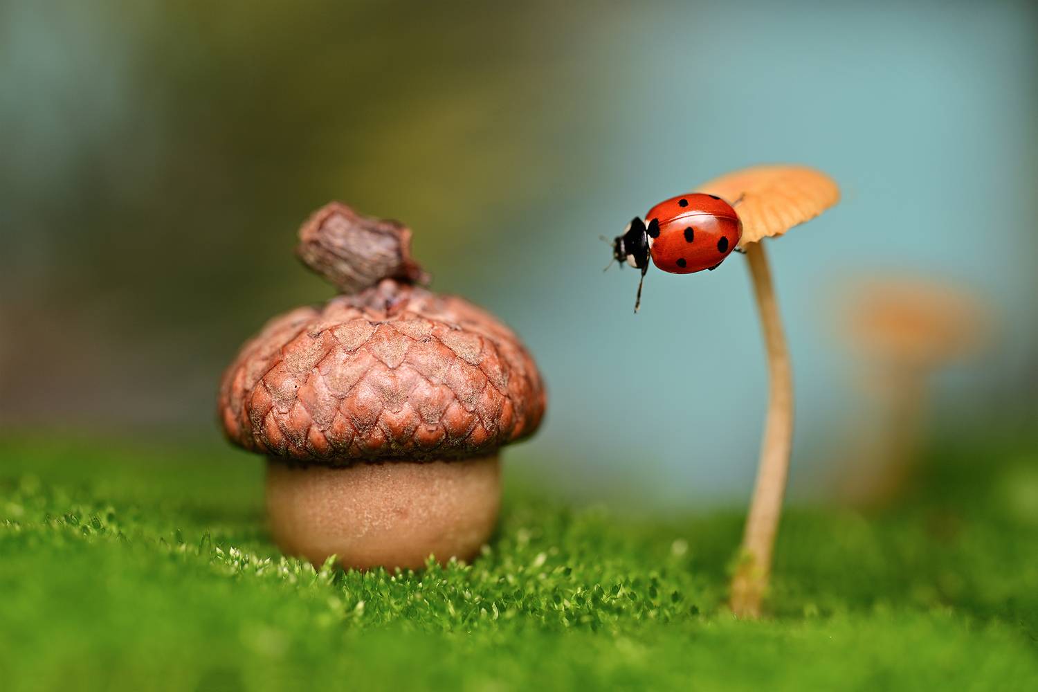 ceclii, macro, Tsvetan Ganev