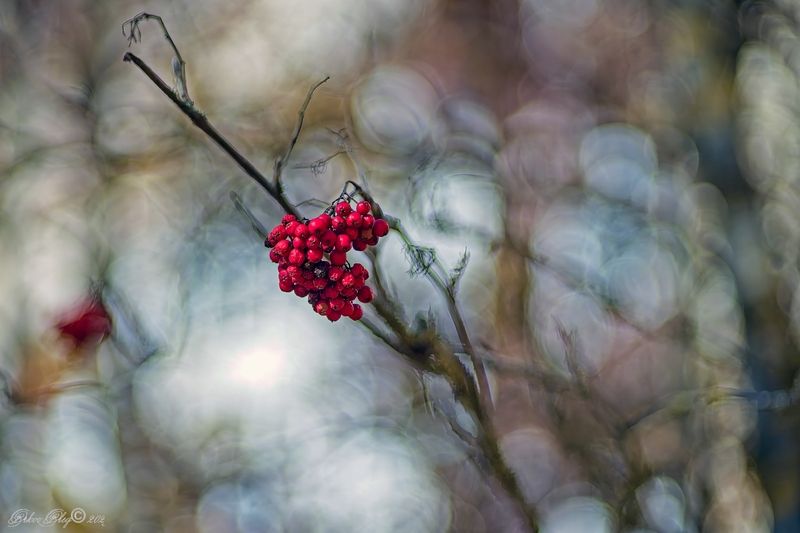 *** фото превью