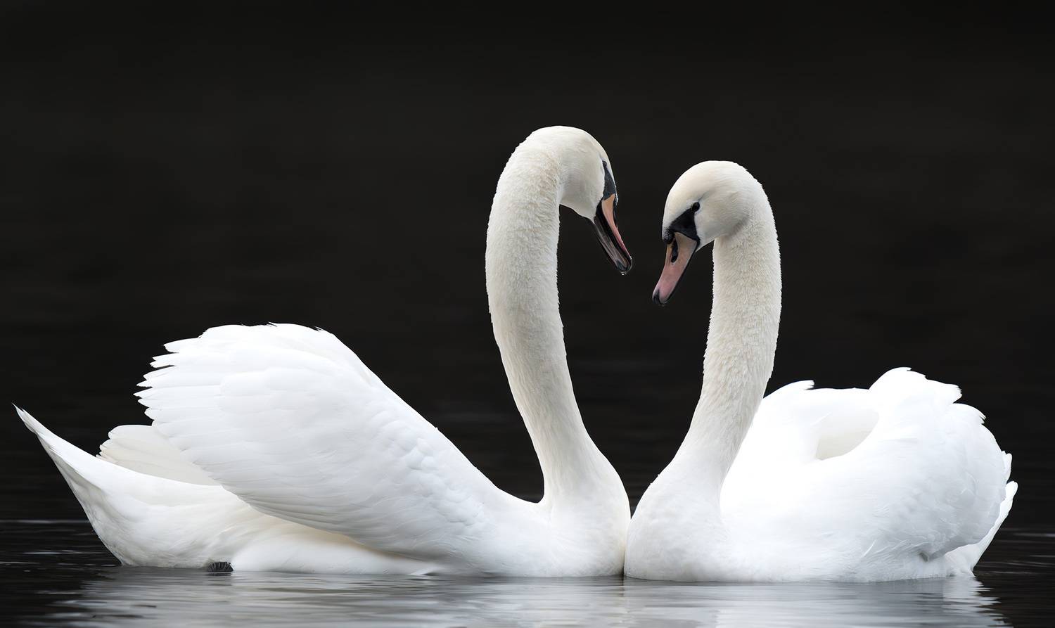 Птицы, Лебеди, Пушкарева Василиса