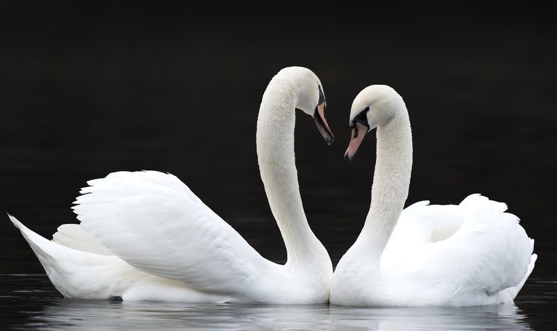 Птицы, Лебеди Любовь фото превью
