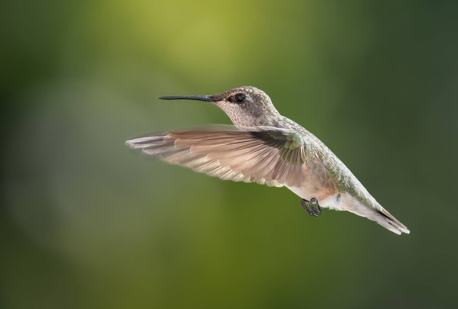 bird, humming, hummingbird, hummingbirds, hummer, rufous, nature, animals, wild, action, dynamic, Atul Saluja