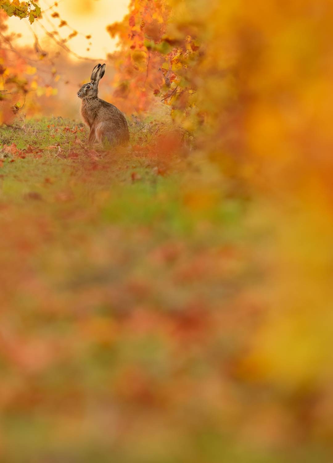 , T&iacute;mea Ambrus
