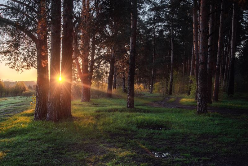 Утренний лес фото превью