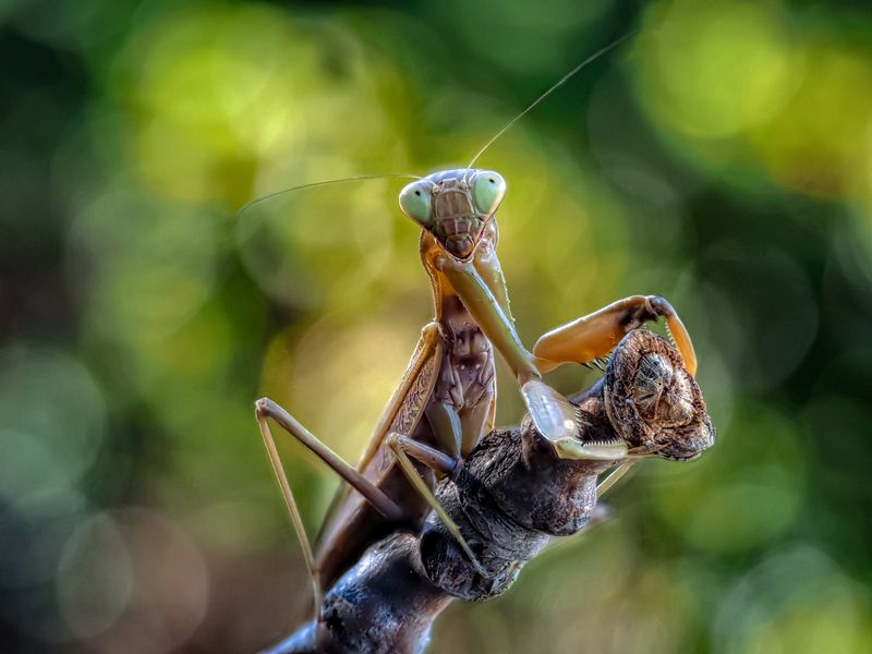 Мыслитель. фото превью