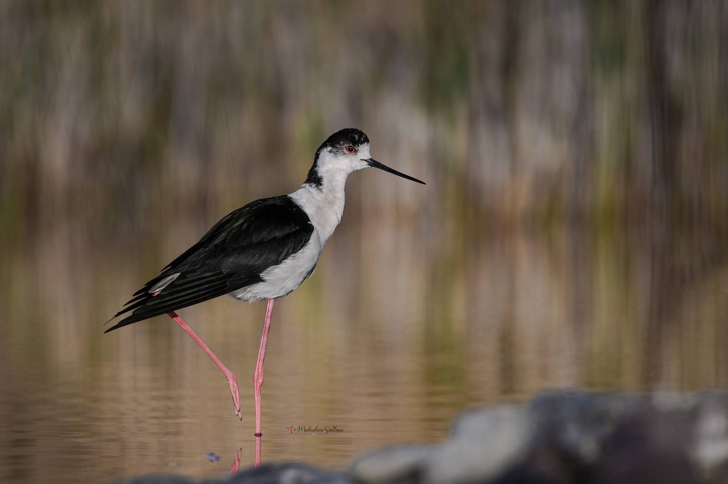 фотоохота, птица, кулики, осень, птицы, ходулочник, Медведева Светлана
