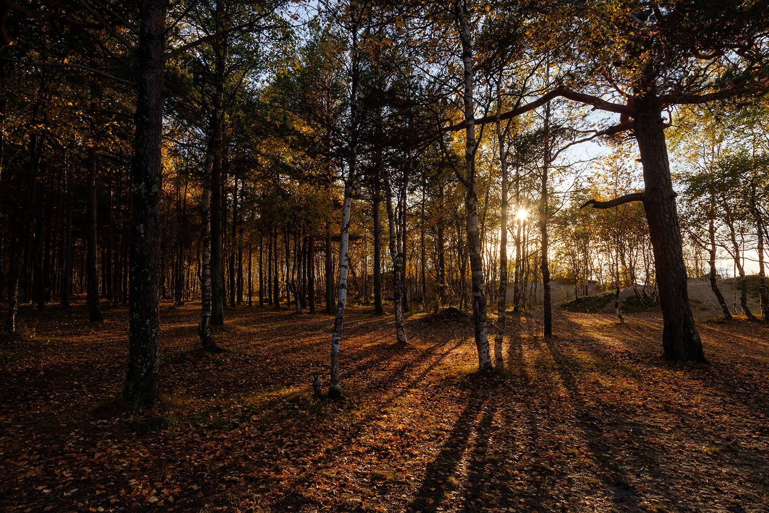 осень, пейзаж, Медведникова Мария