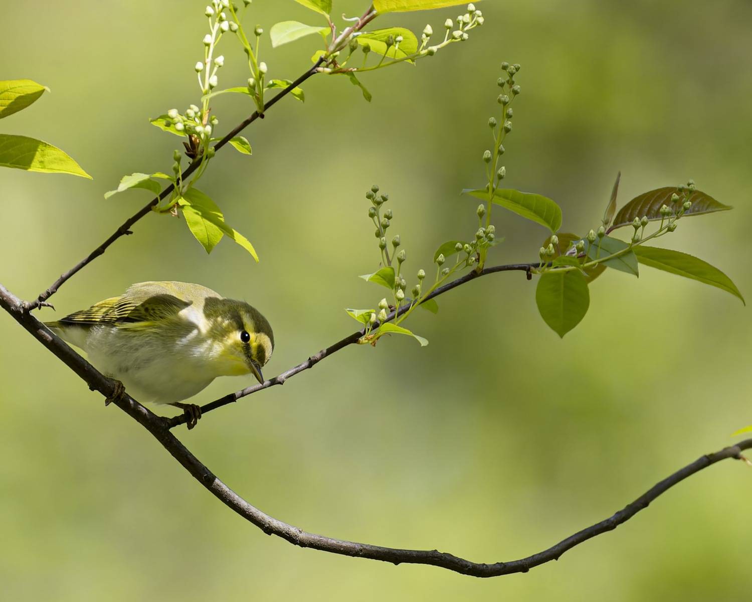 пеночка-трещотка, пеночка, трещотка, птицы, Ruslan Pl