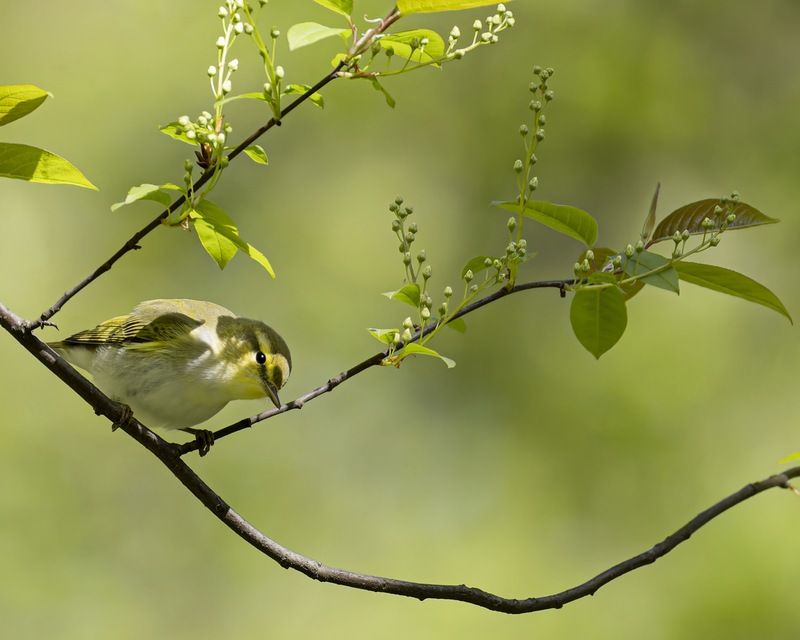 пеночка-трещотка, пеночка, трещотка, птицы Пеночка-трещотка фото превью