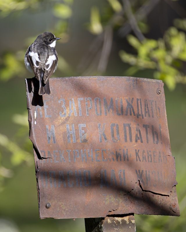 мухоловка-пеструшка, мухоловка пеструшка, мухоловка,  пеструшка, птицы Технадзор вызывали? фото превью