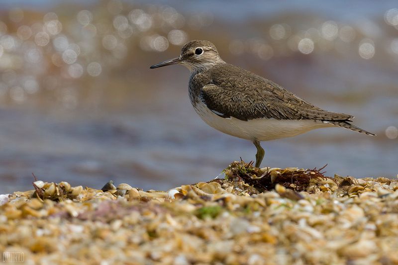 Перевозчик фото превью