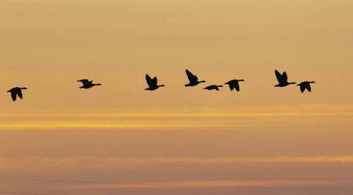 Гусиный полет