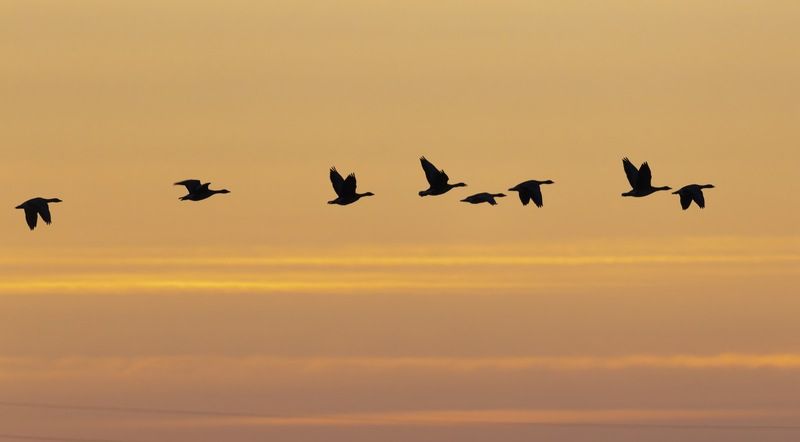 гусь, гуси, силуэт, птицы, закат Гусиный полет фото превью