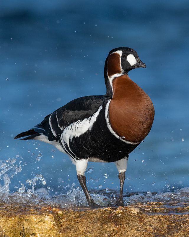 Краснозобая казарка фото превью