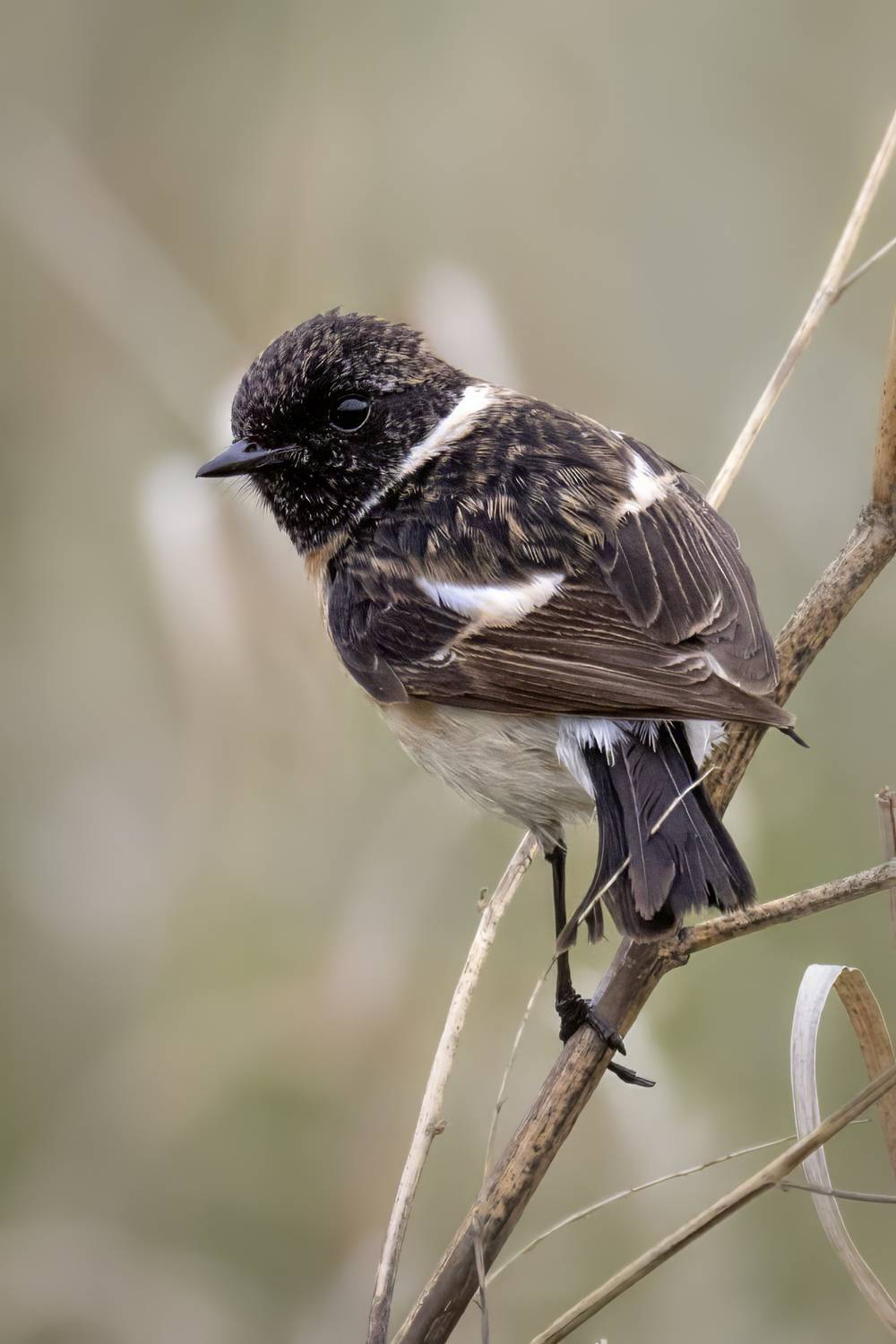 птицы, природа, чекан, Abdalova Tatiana