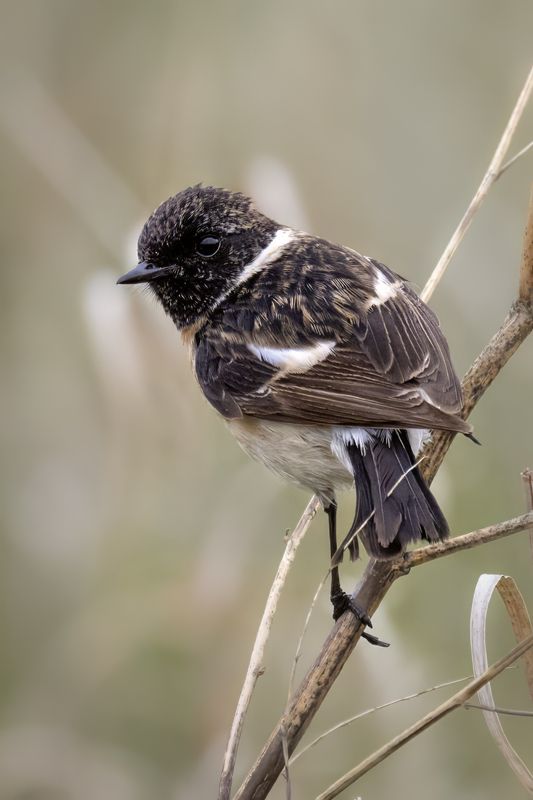 птицы, природа, чекан Сибирский черноголовый чекан фото превью