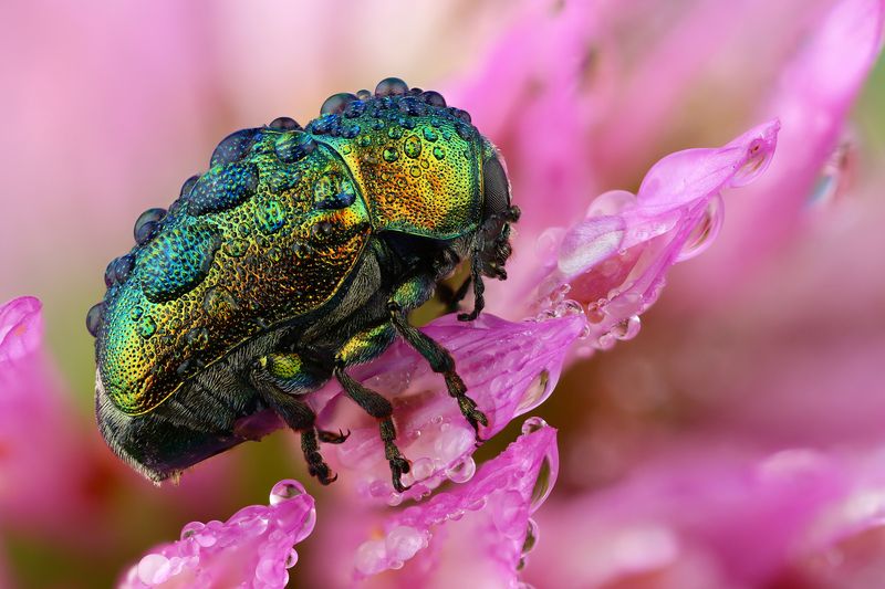 макро, природа, животное, растение, цвет, фото, розовый, жук, цветок Капельки фото превью