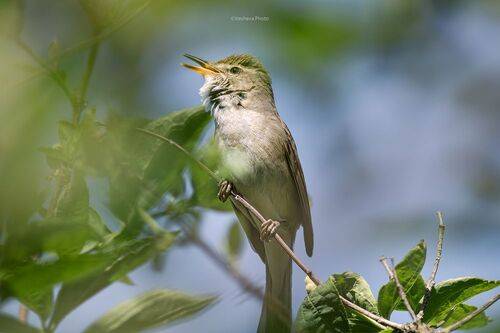 Садовая камышевка