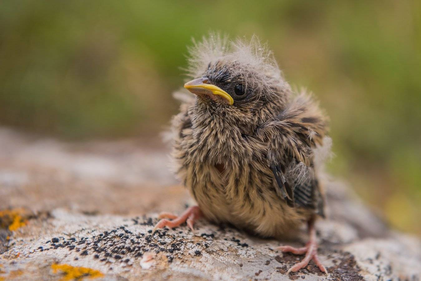 горная овсянка, дикая природа, казахстан, каратау, птицы, emberiza cia, Ольга Кулакова