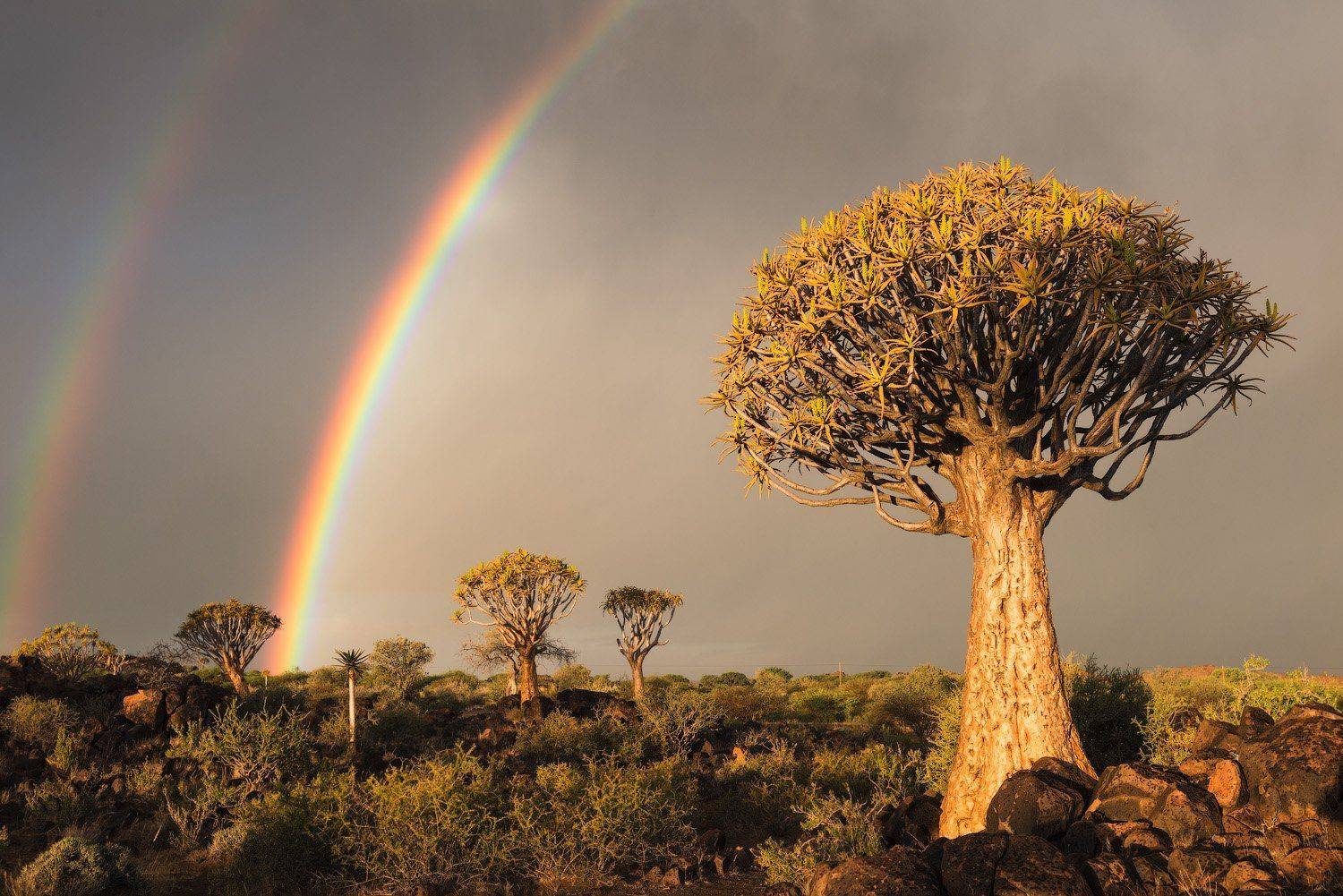 , Андрей Ведерников