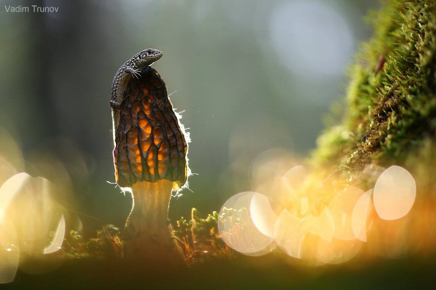 , Вадим Трунов