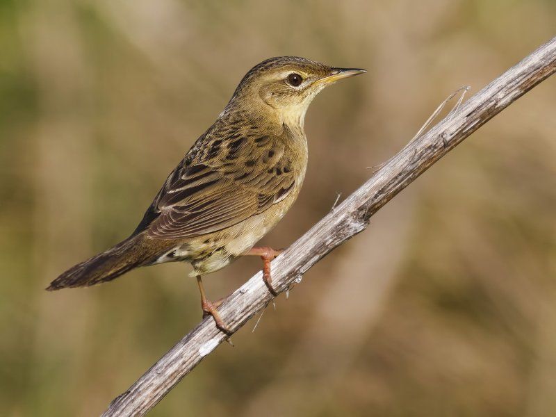 Камышевка Grasshopper-warbler. фото превью