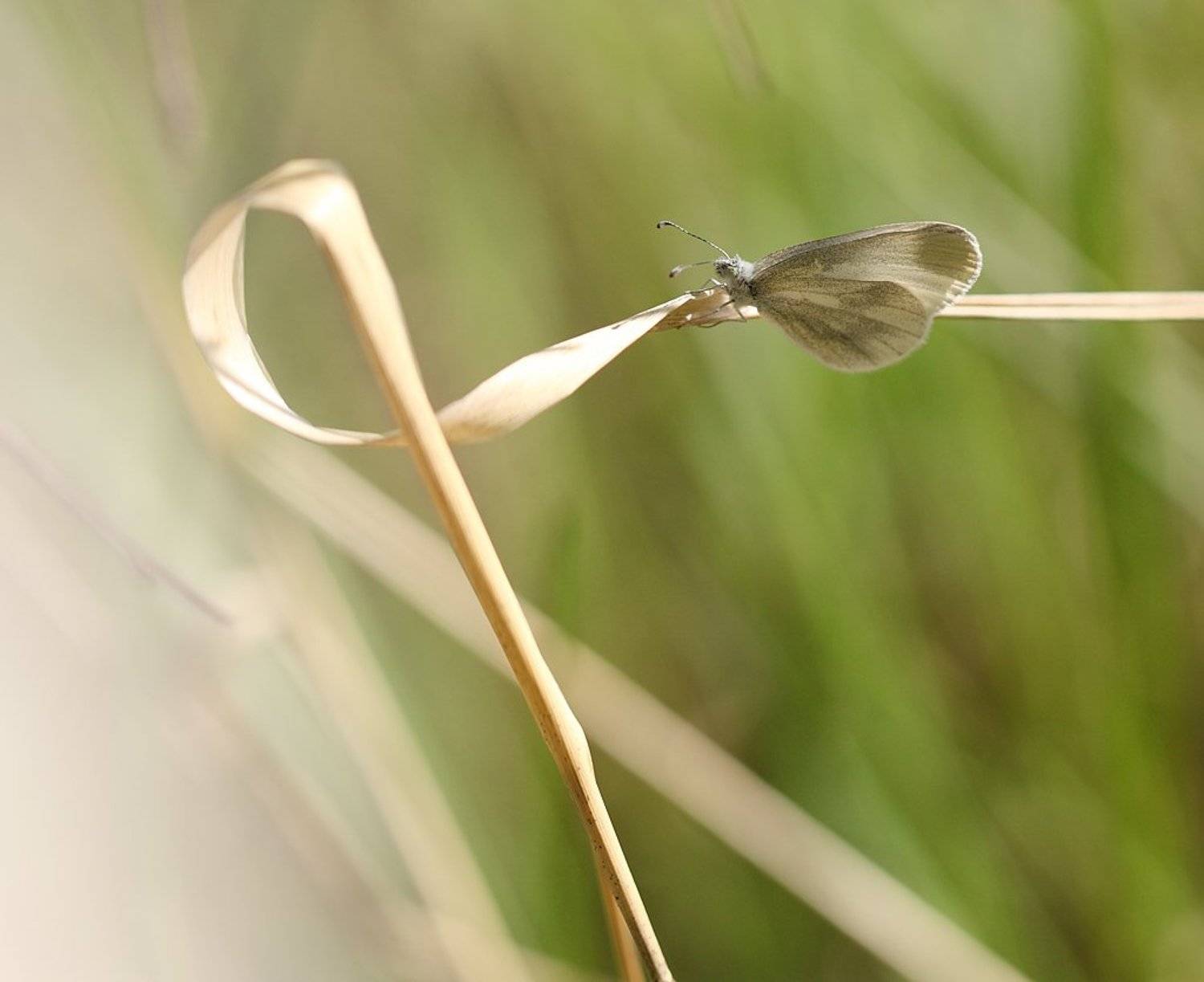 , Сергей Таланов