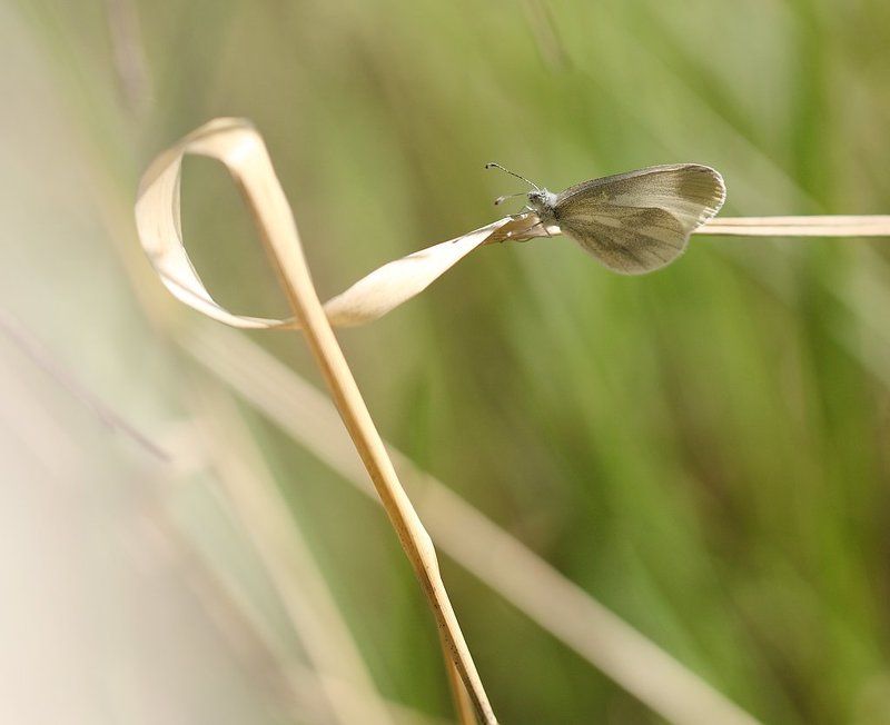 Белянка фото превью