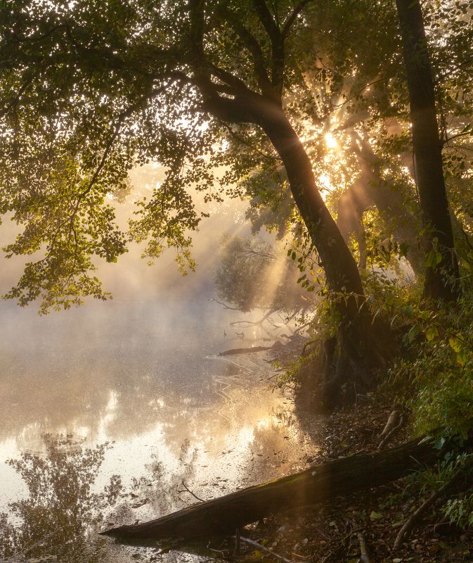 туман озеро лес дерево Туманный рассвет фото превью