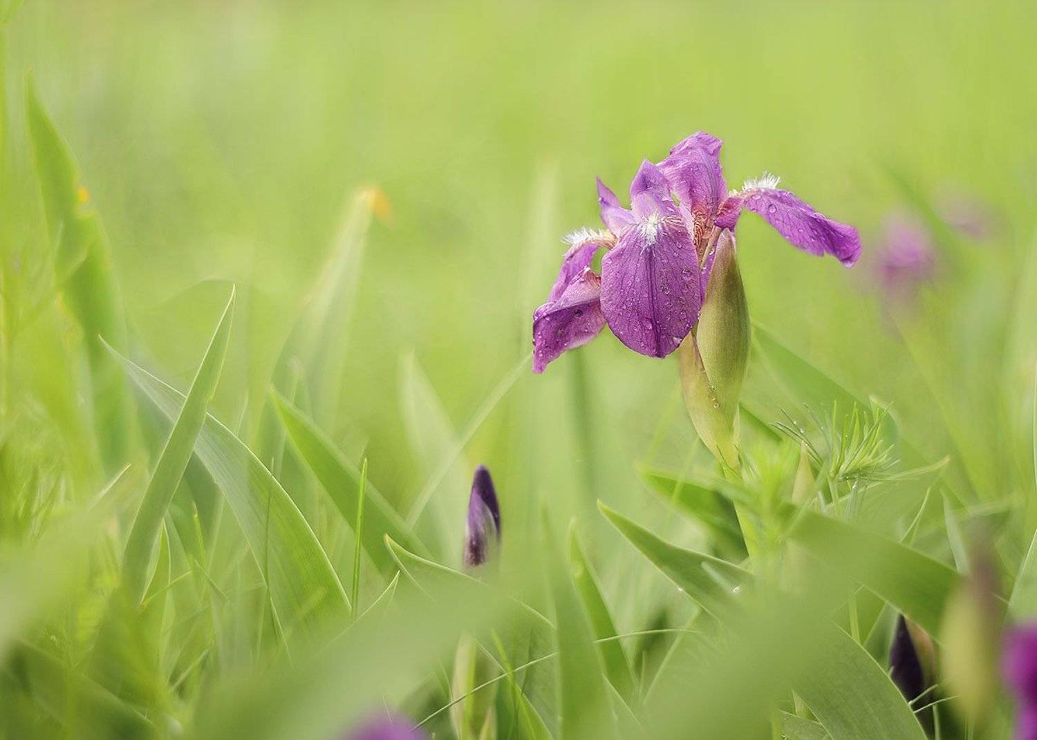 ирис, сибирский, Роман Рысь