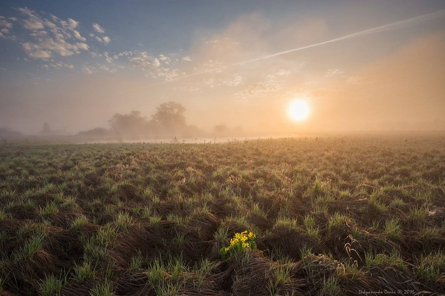 2016, россия, калужская область, весна, деревья, небо, облака, солнце, трава, туман, утро, цветы, Денис Лукьяненко