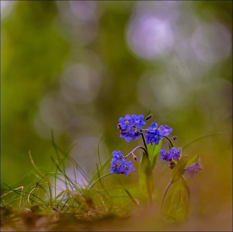 , Бурлов Андрей