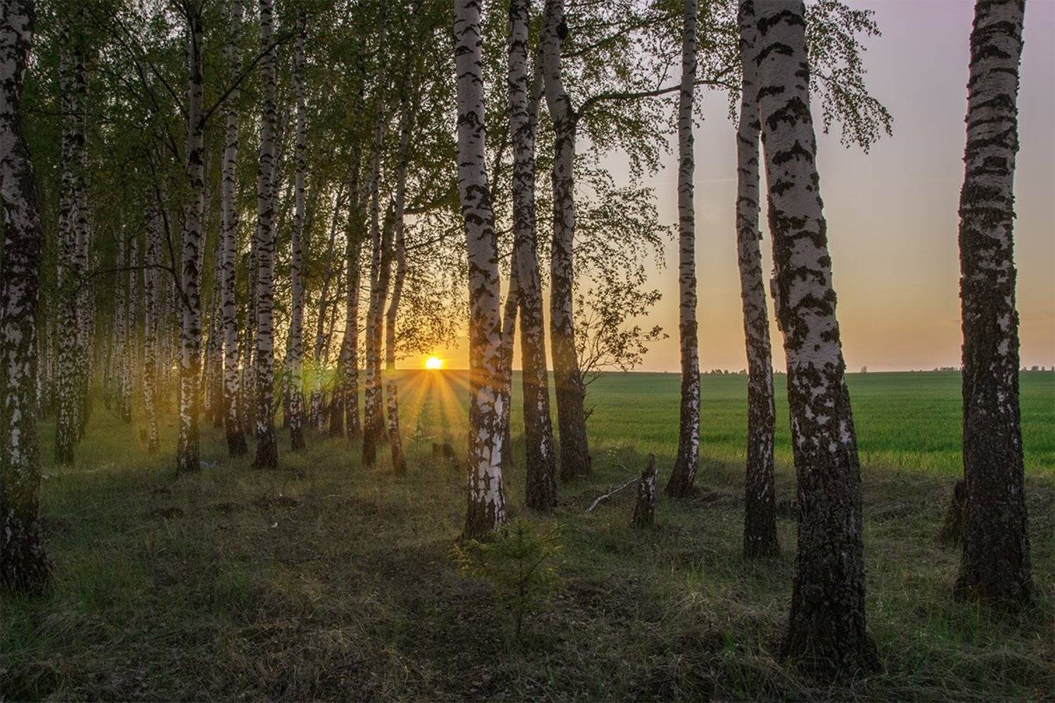 2016, Береза, Березовая роща, Весна, Вечер, Закат, Май, Пейзаж, Природа, Россия, Роща, Солнце, Тульская область, Денис Щербак