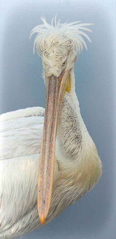 Еще раз о кудрявом пеликане фото превью