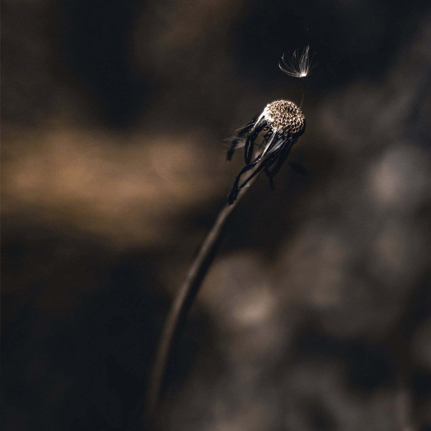 , Kristina Zvinakeviciute