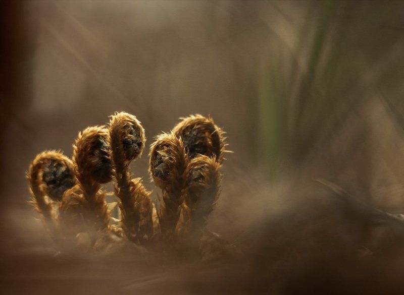 Динозаврики фото превью