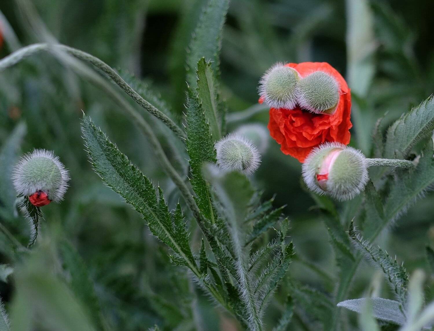 , Володя Демидчик