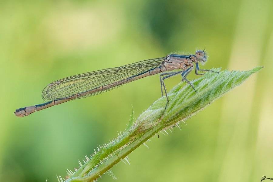 Dragonfly, Insect, Macro, Makro, Nature, Mariusz Oparski