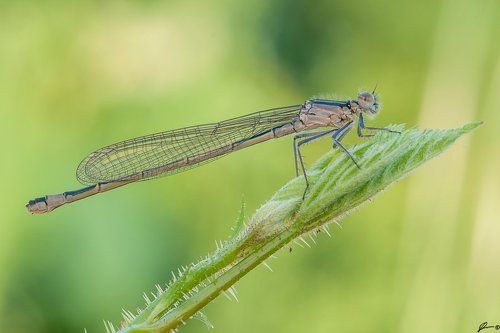 Ischnura elegans