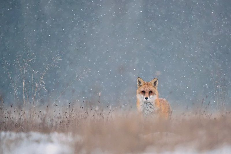 W śniegu фото превью