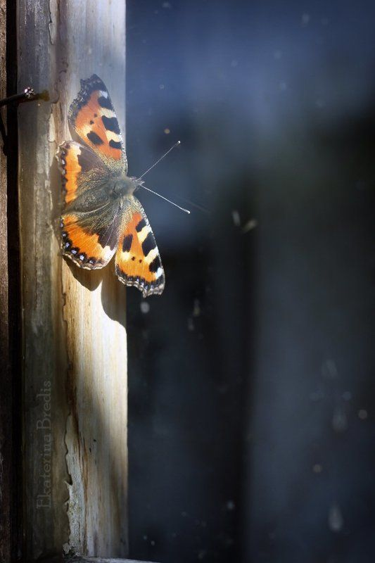 Бабочка фото превью